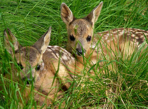 Roe Deer
