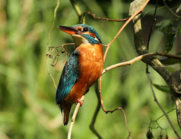 Kingfisher