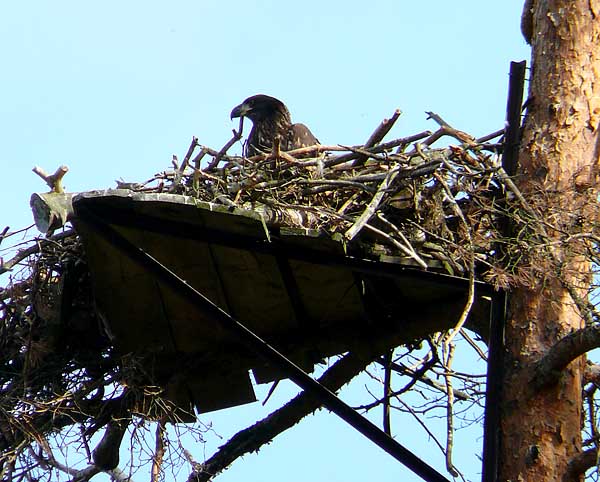 White-tailed Eagle