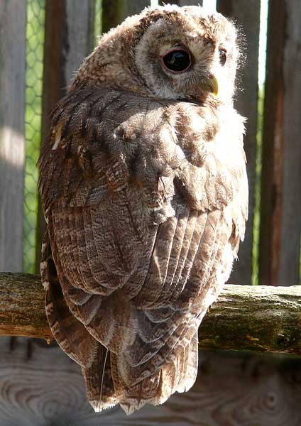 Tawny Owl