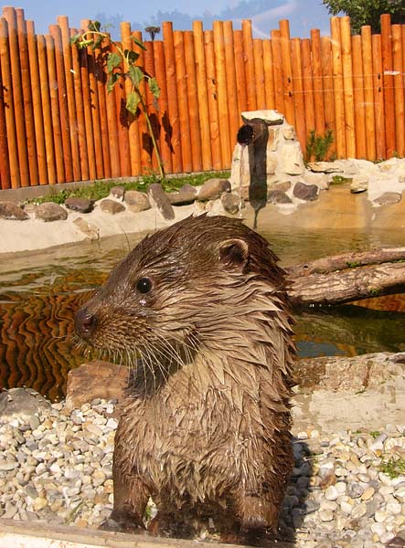 otter