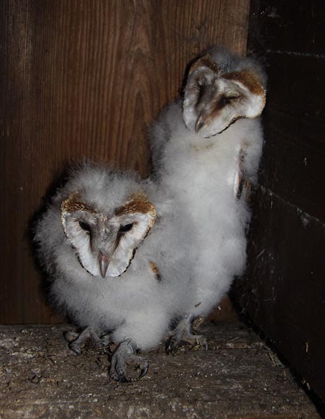 Barn Owl