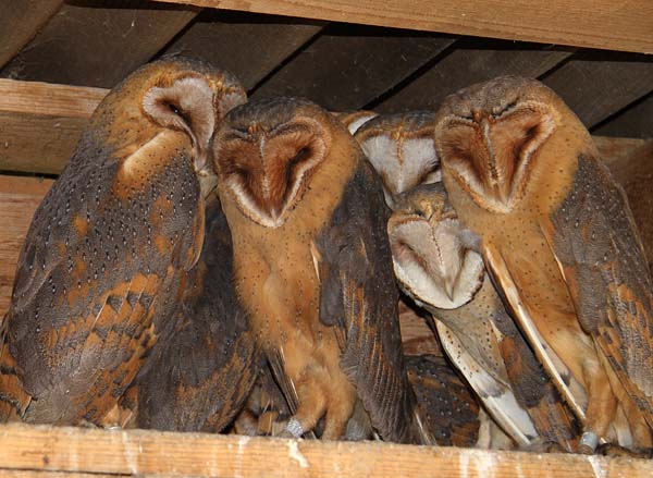 Barn Owl