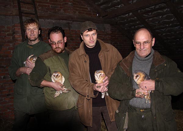 Barn Owl