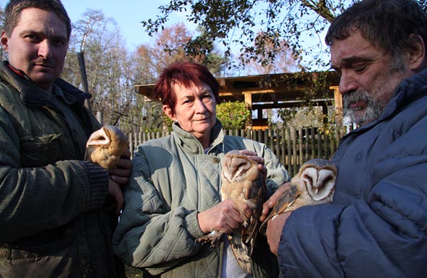 Barn Owl