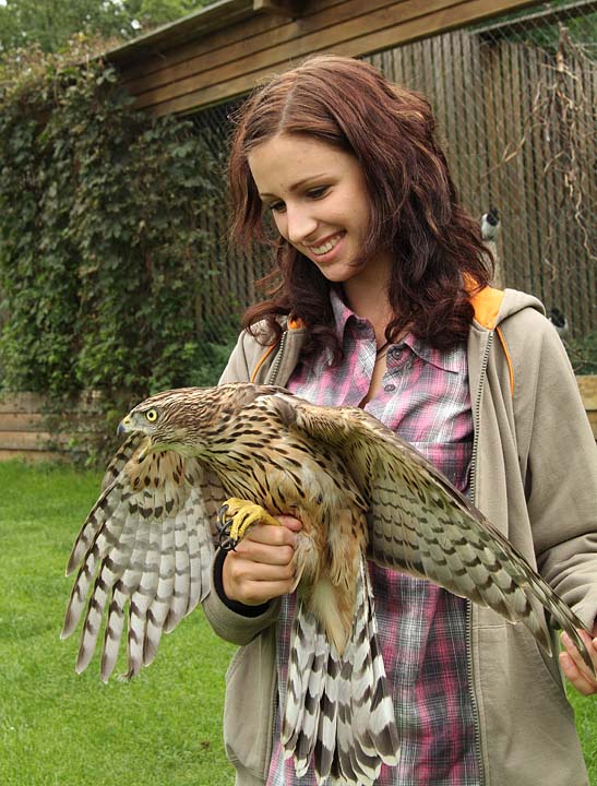 Goshawk