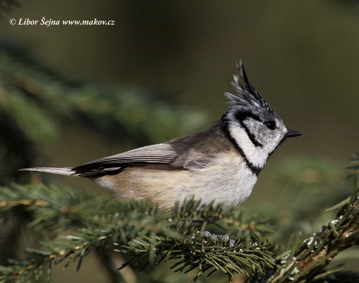 Sýkora parukářka (Parus cristatus)