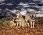Wolf (Canis lupus)