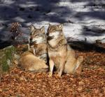 Wolf (Canis lupus)