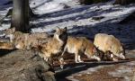 Wolf (Canis lupus)