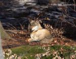 Wolf (Canis lupus)