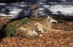 Wolf (Canis lupus)