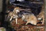 Wolf (Canis lupus)