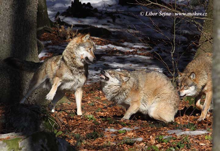 Vlk (Canis lupus)