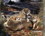Wolf (Canis lupus)