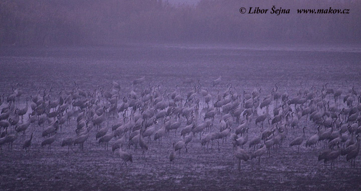 Crane (Grus grus)