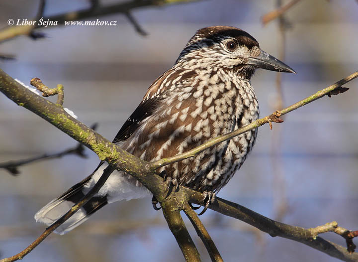 Ořešník kropenatý (Nucifraga caryocatactes)