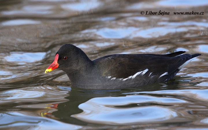 Slípka zelenonohá (Gallinula chloropus)