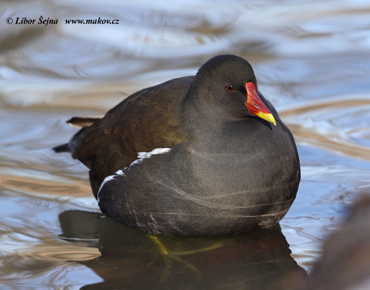 Slípka zelenonohá (Gallinula chloropus)