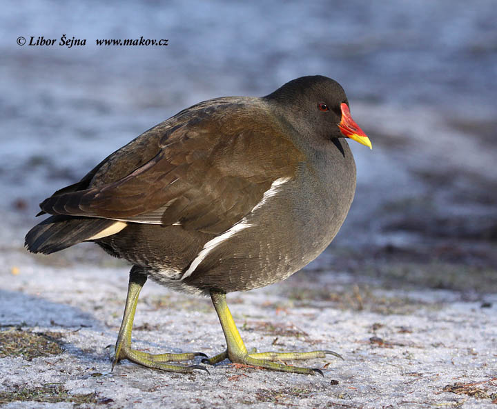 Slípka zelenonohá (Gallinula chloropus)