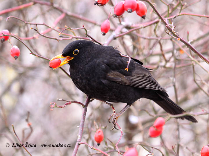Kos černý (Turdus merula)