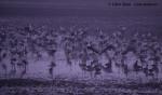 Crane (Grus grus)