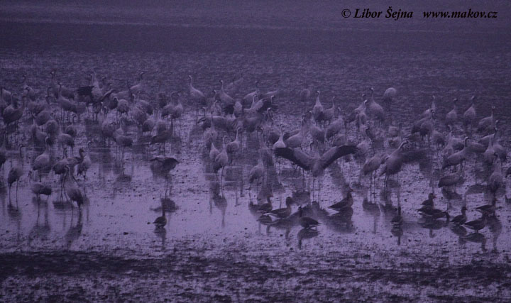 Crane (Grus grus)