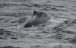 Blue Whale (Balaenoptera musculus)