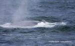 Blue Whale (Balaenoptera musculus)