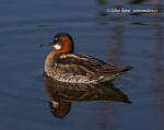Red-necked Phalarope (Phaloropus lobatus)