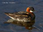Red-necked Phalarope (Phaloropus lobatus)