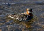 Red-necked Phalarope (Phaloropus lobatus)
