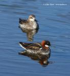 Red-necked Phalarope (Phaloropus lobatus)