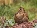 Woodcock (Scolopax rusticola)