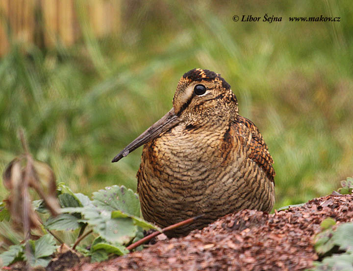 Woodcock (Scolopax rusticola)