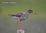 Redshank (Tringa totanus)