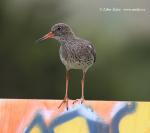 Redshank (Tringa totanus)