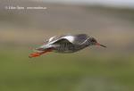 Redshank (Tringa totanus)