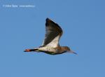 Redshank (Tringa totanus)