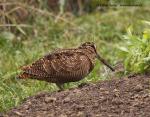 Woodcock (Scolopax rusticola)