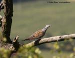 Turtle-dove (Streptopelia turtur)