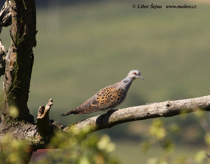 Turtle-dove (Streptopelia turtur)
