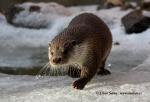 Otter (Lutra lutra)