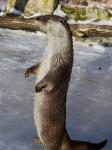 Otter (Lutra lutra)