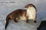 Otter (Lutra lutra)
