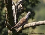 Turtle-dove (Streptopelia turtur)