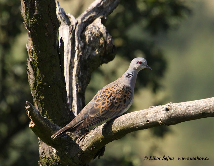 Turtle-dove (Streptopelia turtur)