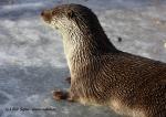 Otter (Lutra lutra)