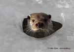Otter (Lutra lutra)
