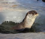 Otter (Lutra lutra)